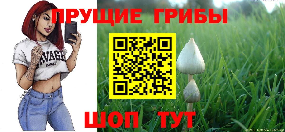 Псилоцибиновые грибы Psilocybe Похвистнево
